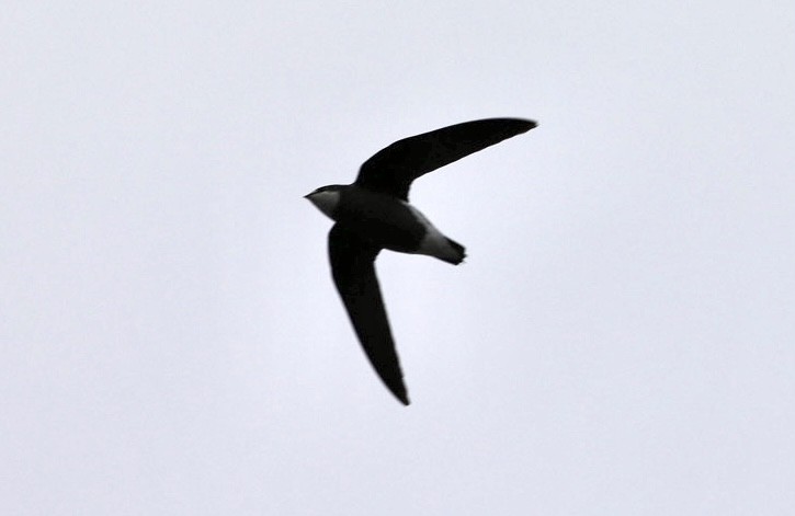 White-throated Needletail - ML537829851