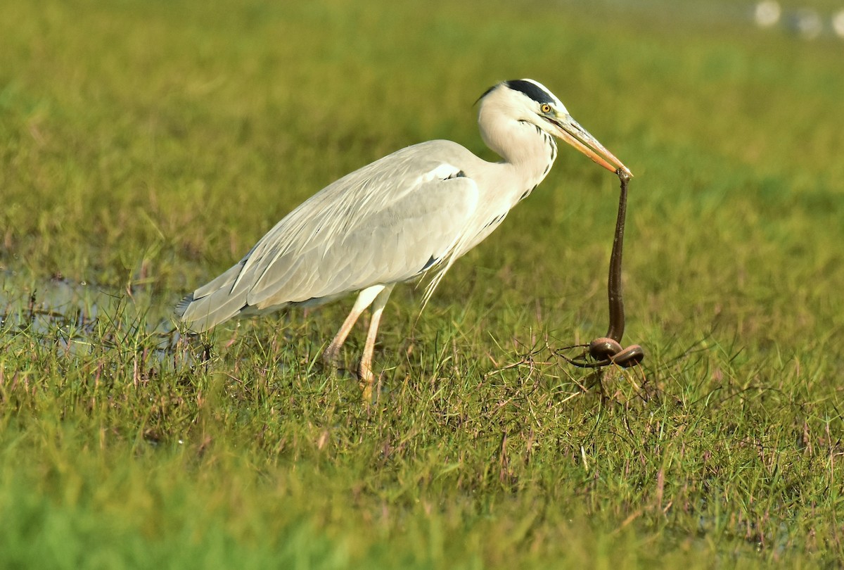 Gray Heron - Arindam Roy