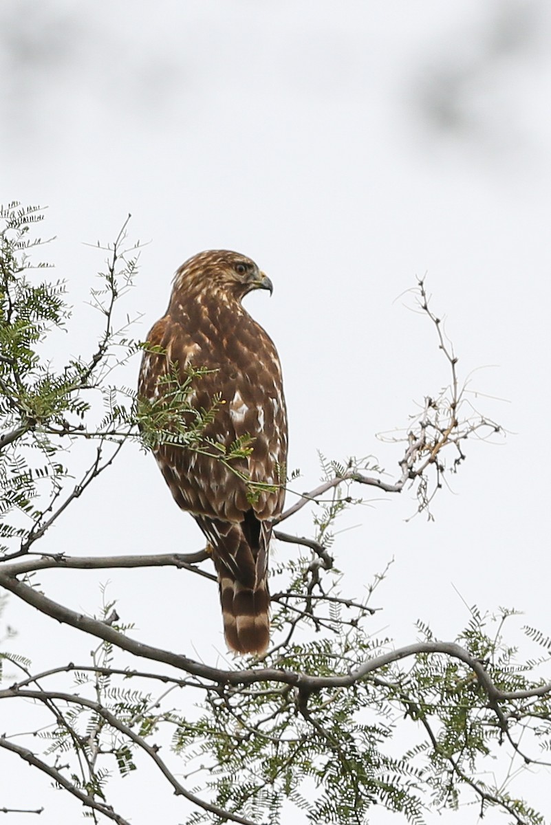 Red-shouldered Hawk - ML537831021