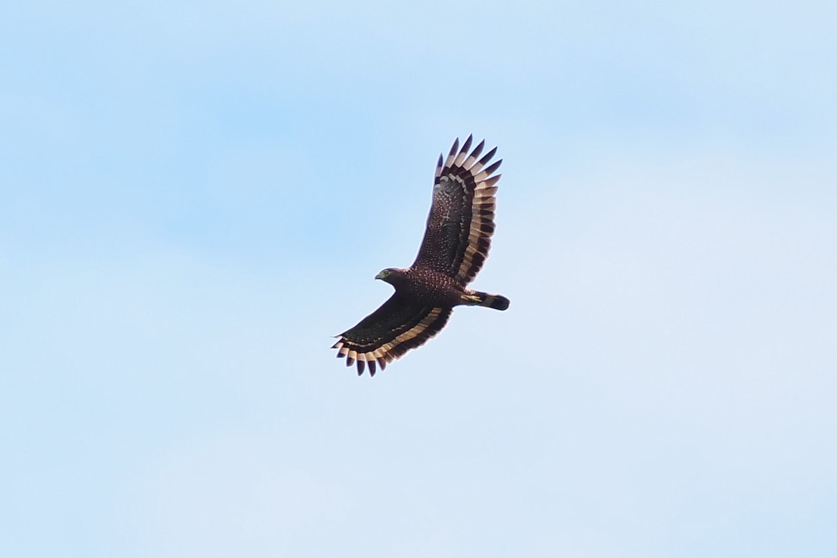 Philippine Serpent-Eagle - ML537832291