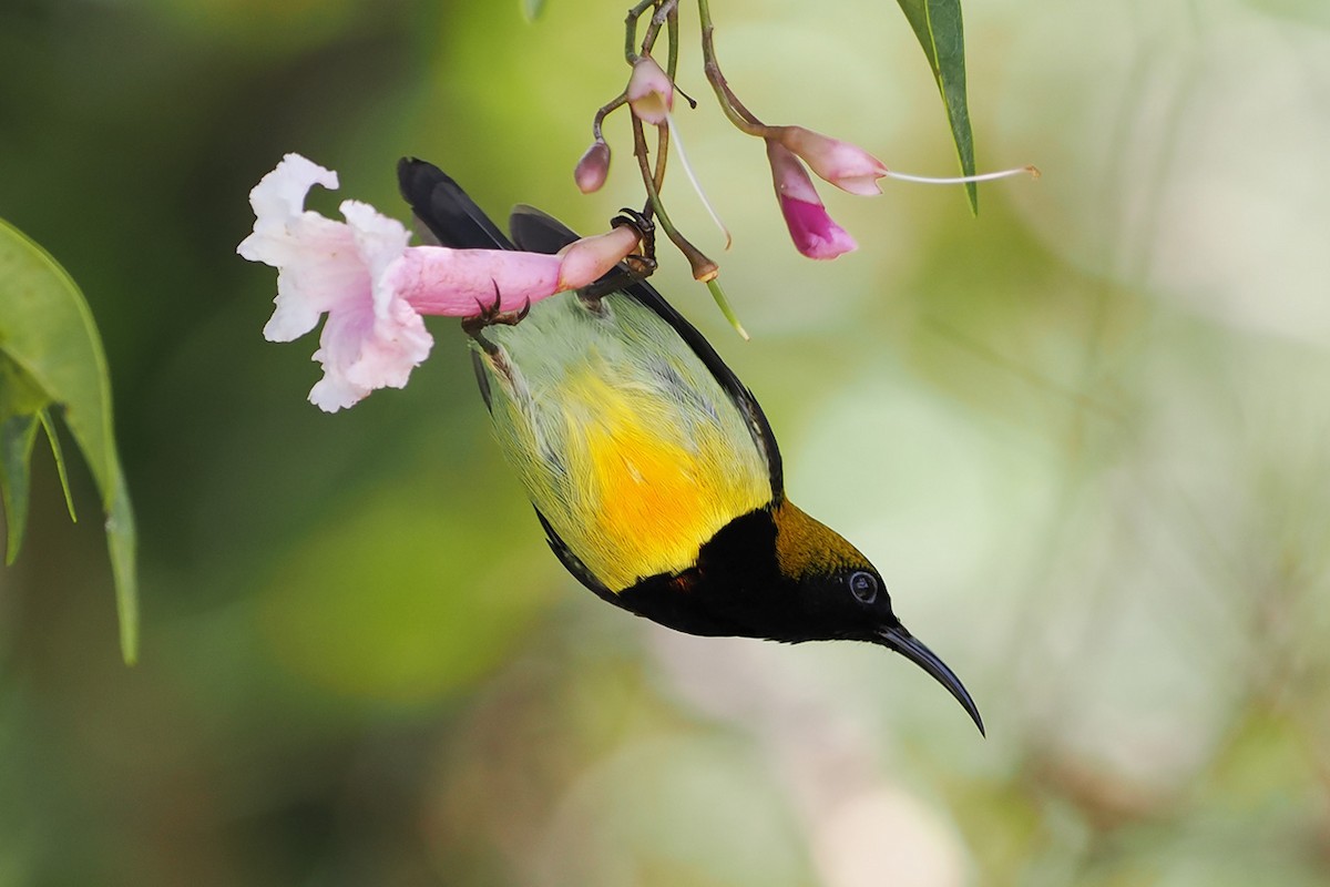 Flaming Sunbird - Mei-Hua Tsou