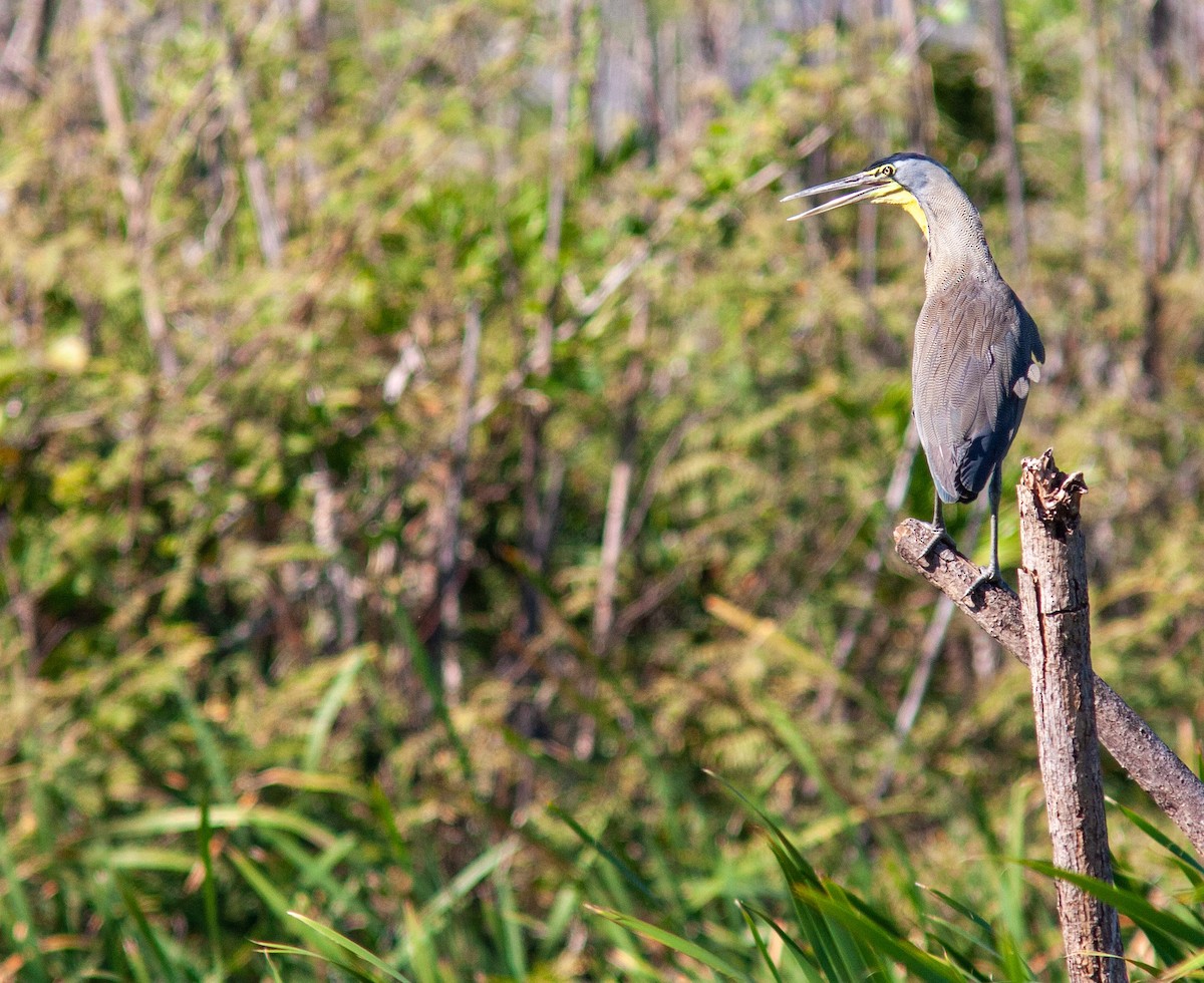 Bare-throated Tiger-Heron - ML537832541