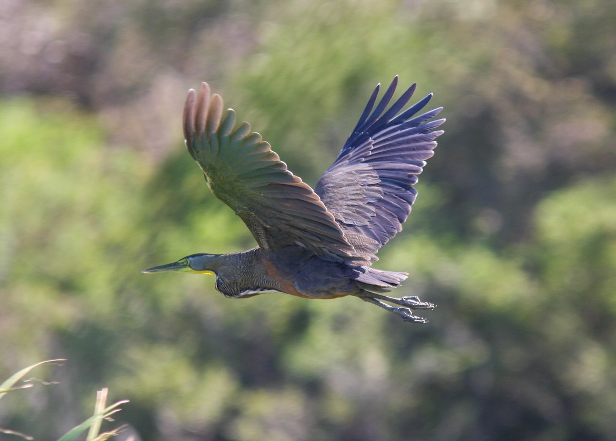 Bare-throated Tiger-Heron - ML537832561