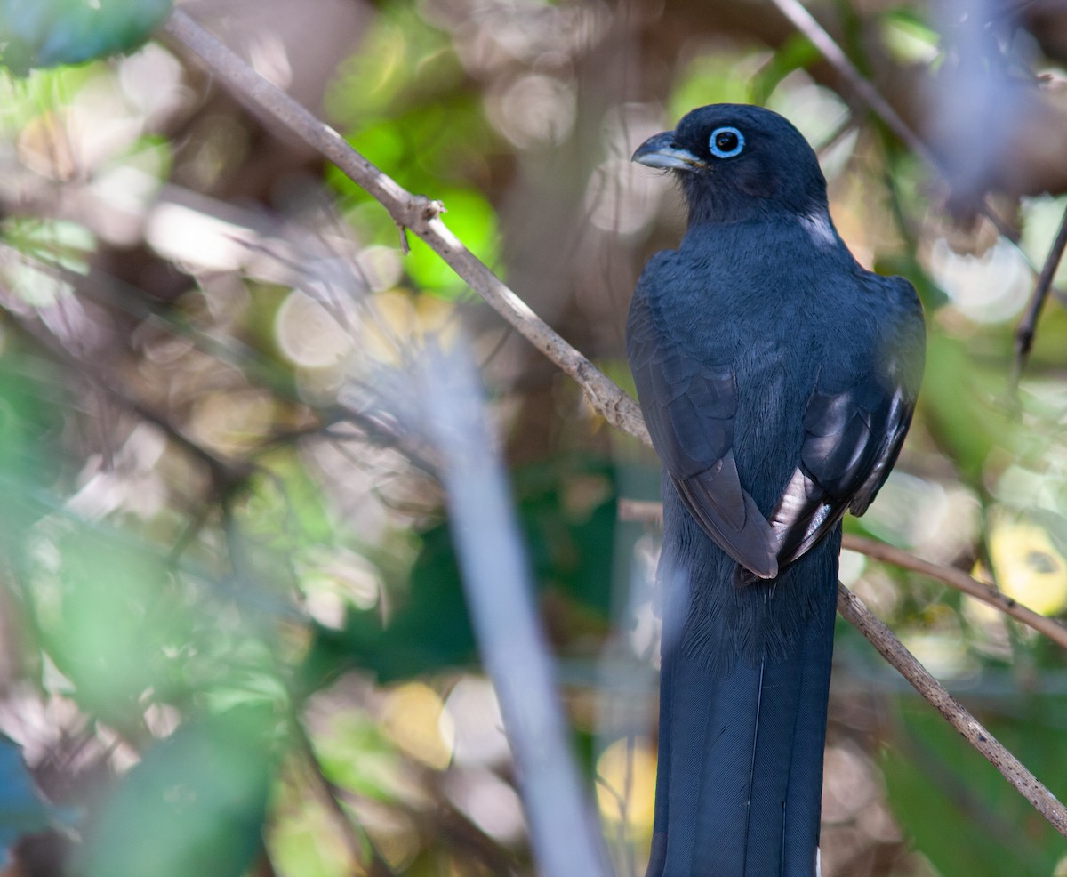 Black-headed Trogon - ML537832641