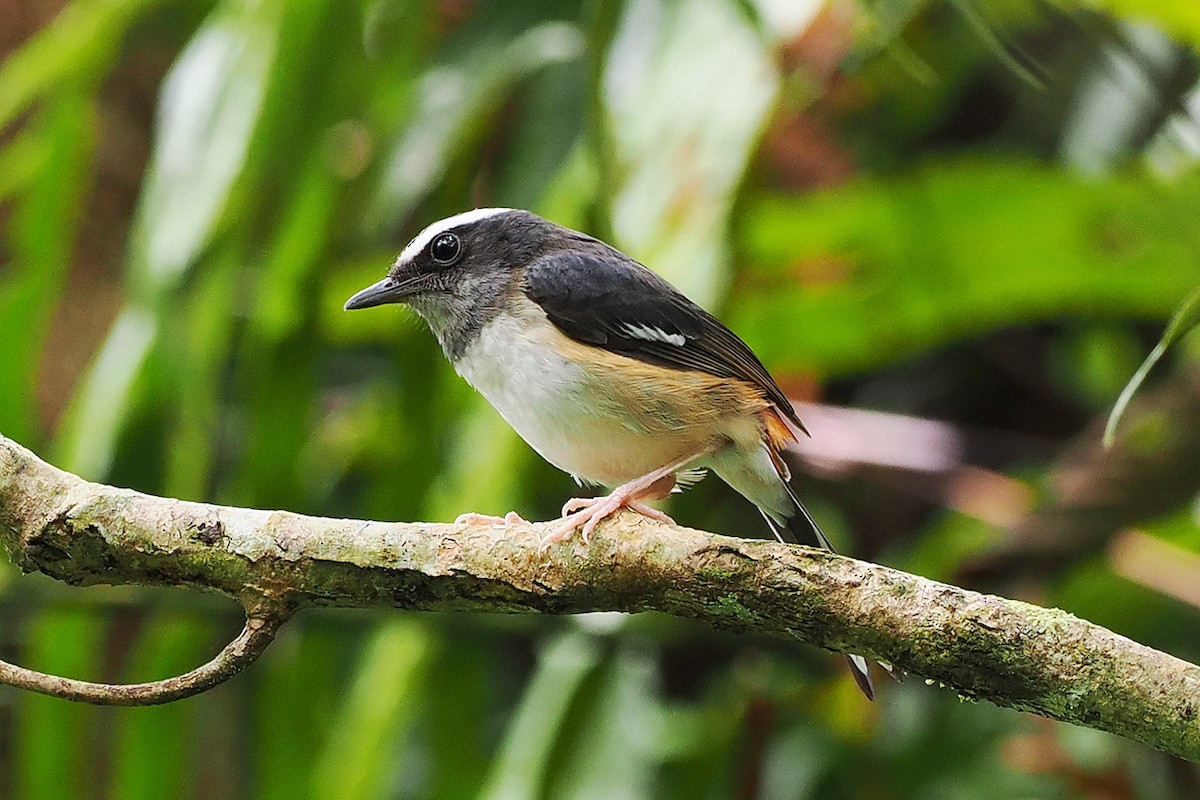 White-browed Shama - Mei-Hua Tsou