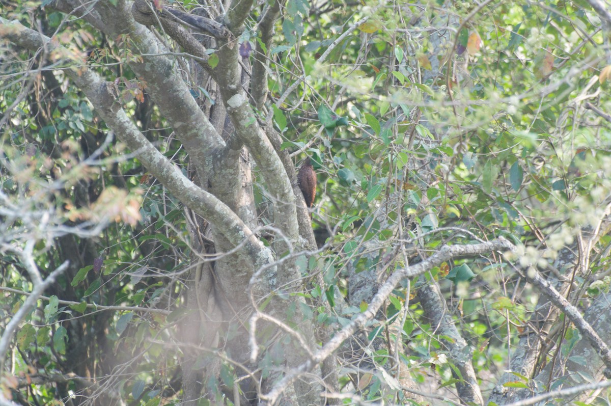Rufous Woodpecker - Gourav Sonawane
