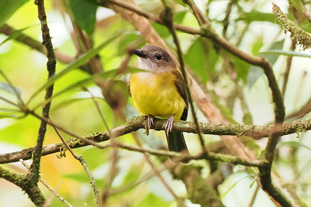 Yellow-bellied Whistler - Mei-Hua Tsou