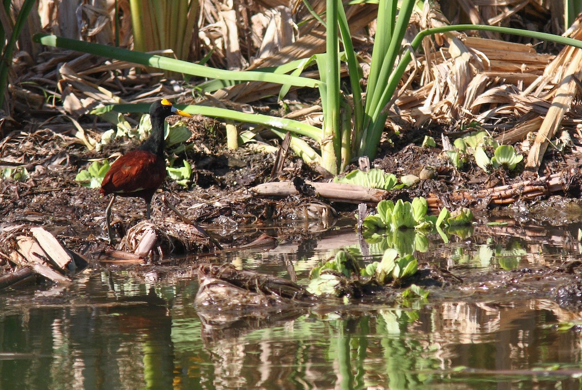 Northern Jacana - ML537832861