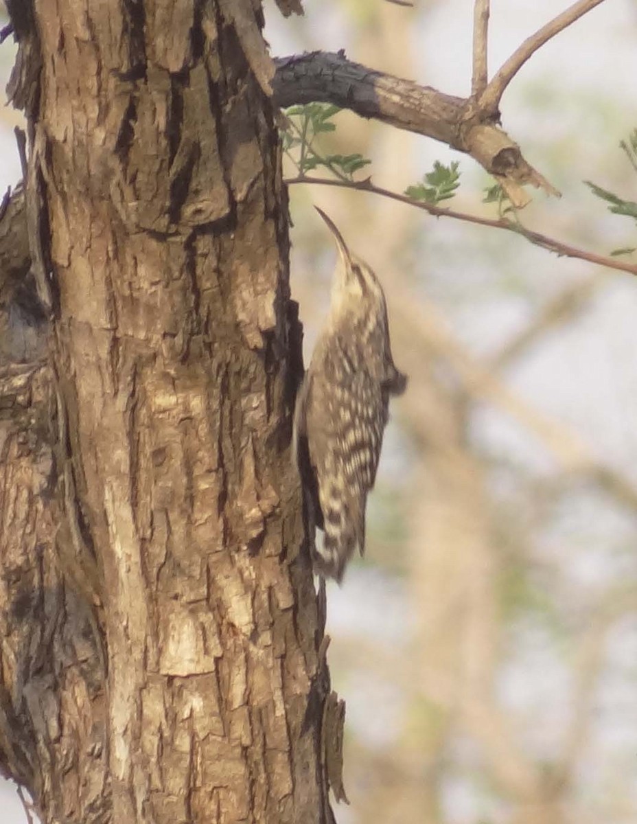 Indian Spotted Creeper - ML537833061