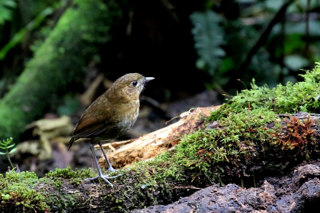 Brown-banded Antpitta - ML53783441