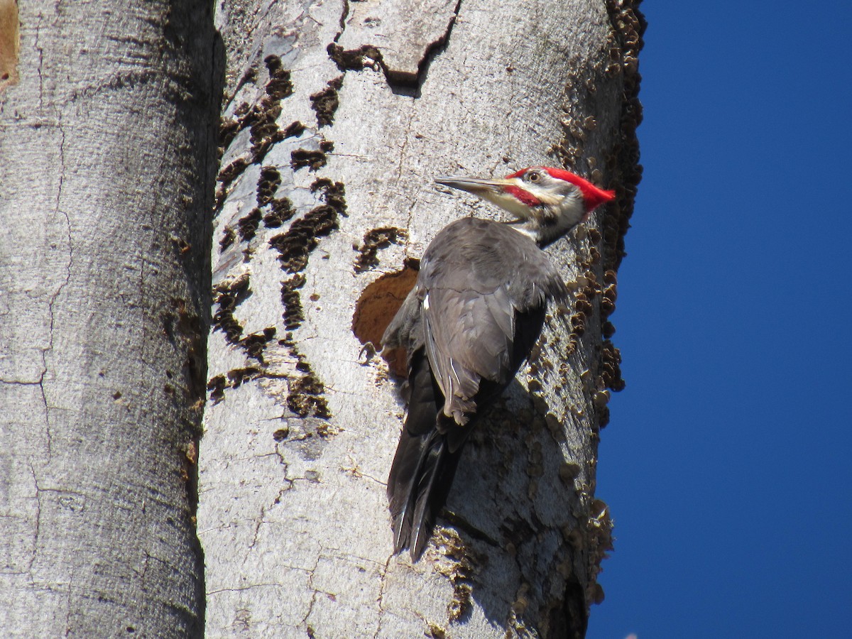 Pileated Woodpecker - ML53783471