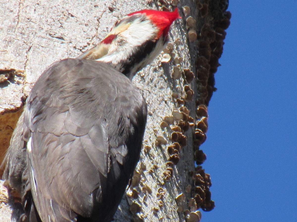 Pileated Woodpecker - ML53783551