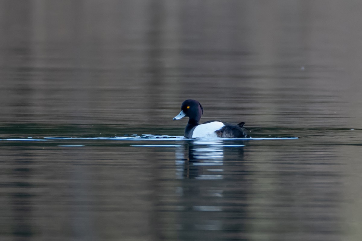 Tufted Duck - Codrin Bucur