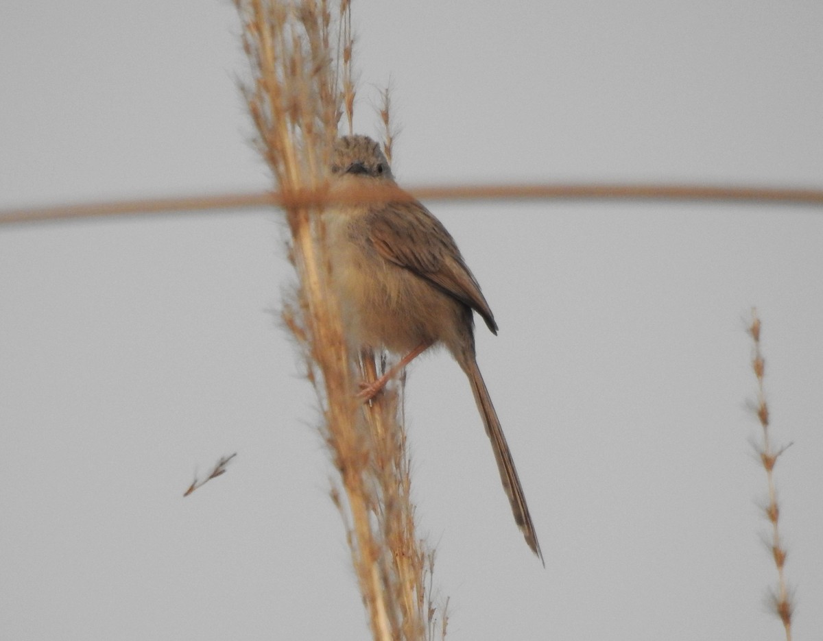 Delicate Prinia - ML537836051