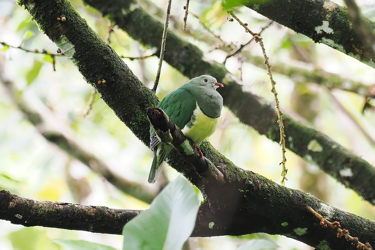 Cream-breasted Fruit-Dove - ML537837631