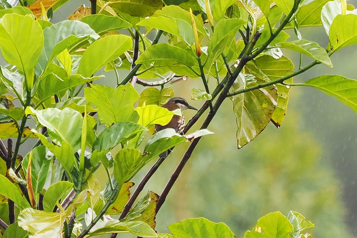 Long-billed Rhabdornis - ML537837821