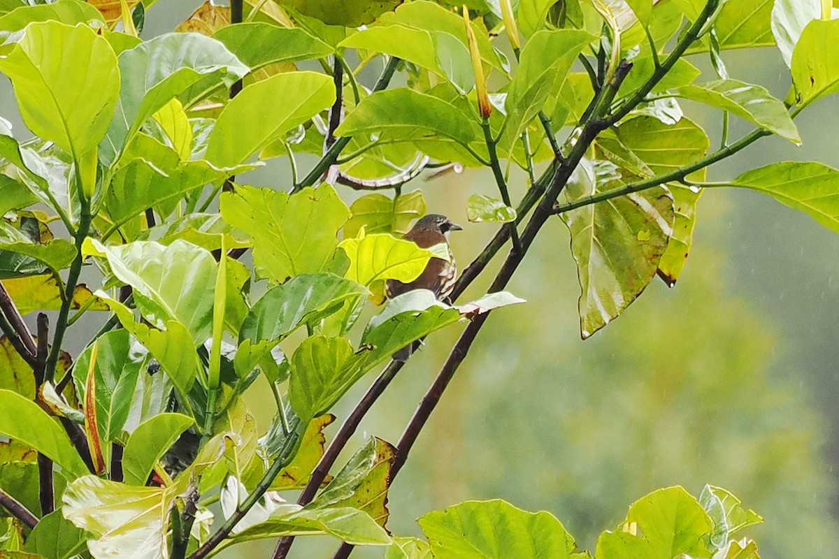 Long-billed Rhabdornis - ML537837831