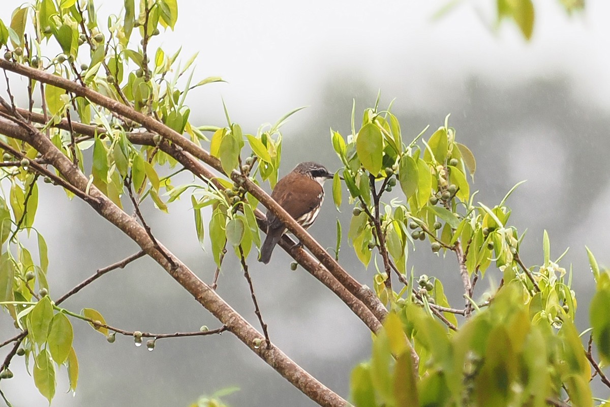 Rhabdornis à long bec - ML537837851