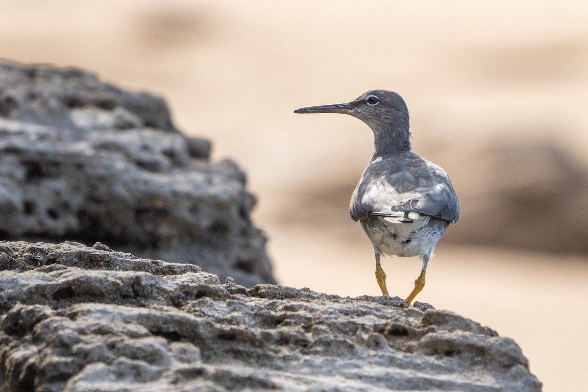 Wandering Tattler - ML537838241