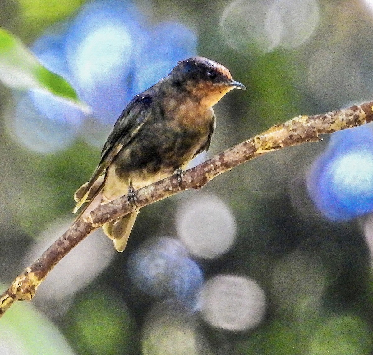 Pacific Swallow (Tahiti) - Vicki Chatel  (*v*)