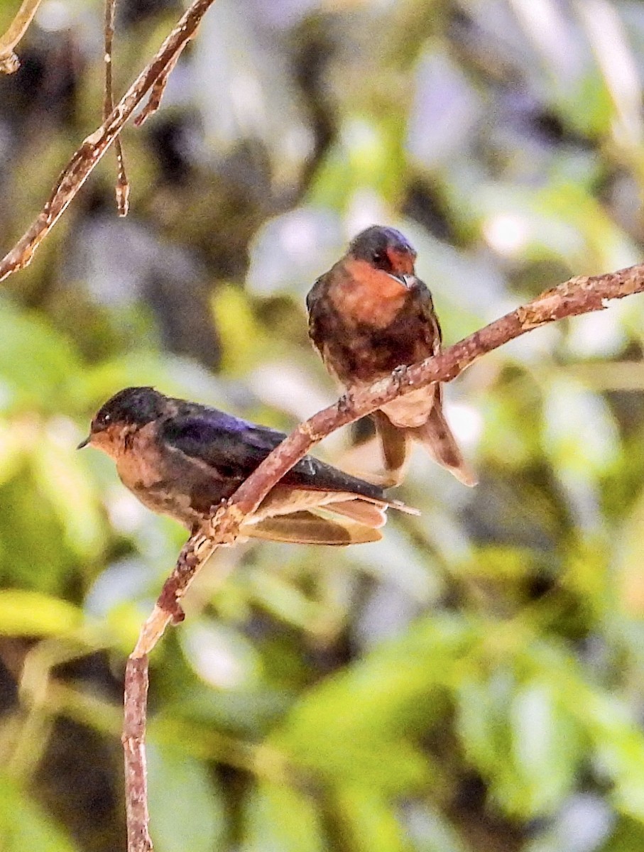 Pacific Swallow (Tahiti) - Vicki Chatel  (*v*)