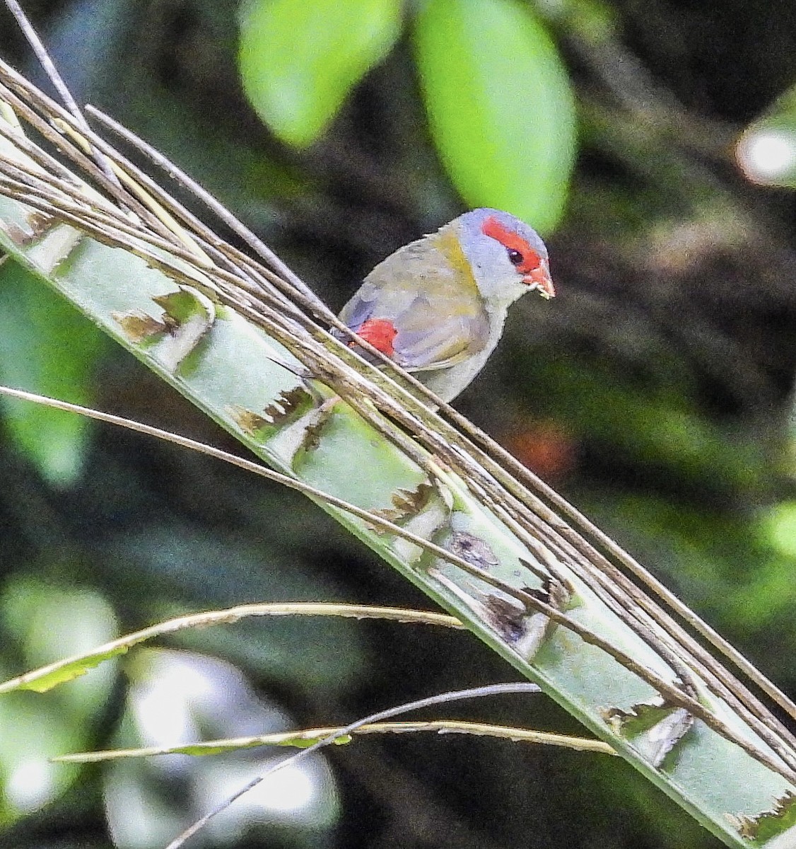 Red-browed Firetail - ML537838601