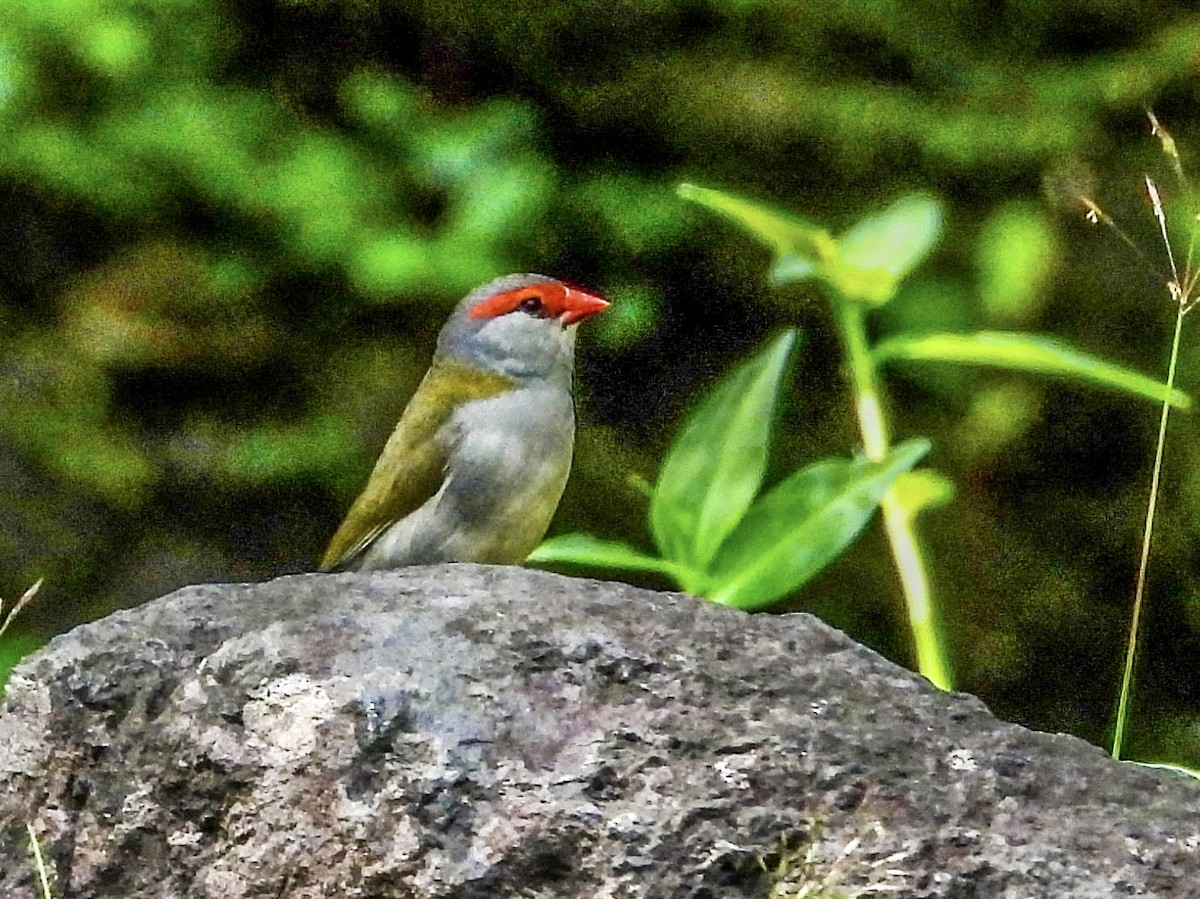 Red-browed Firetail - ML537838611