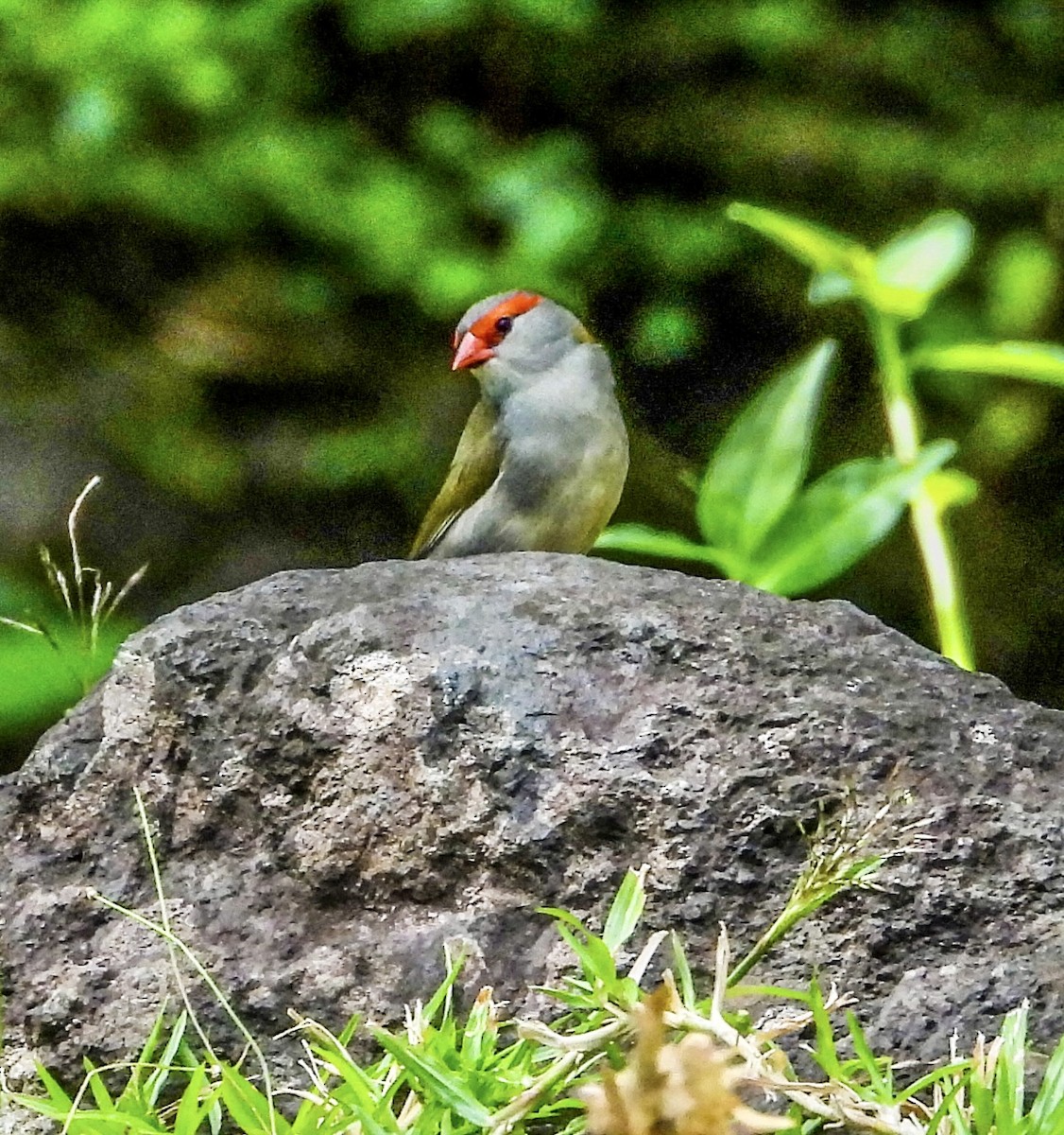 Red-browed Firetail - ML537838621