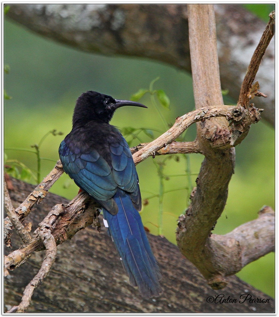 Green Woodhoopoe - Anton Pearson