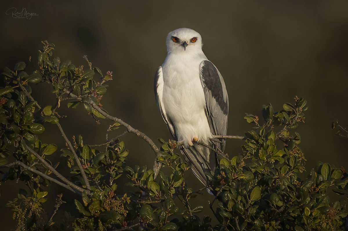 White-tailed Kite - ML537840131