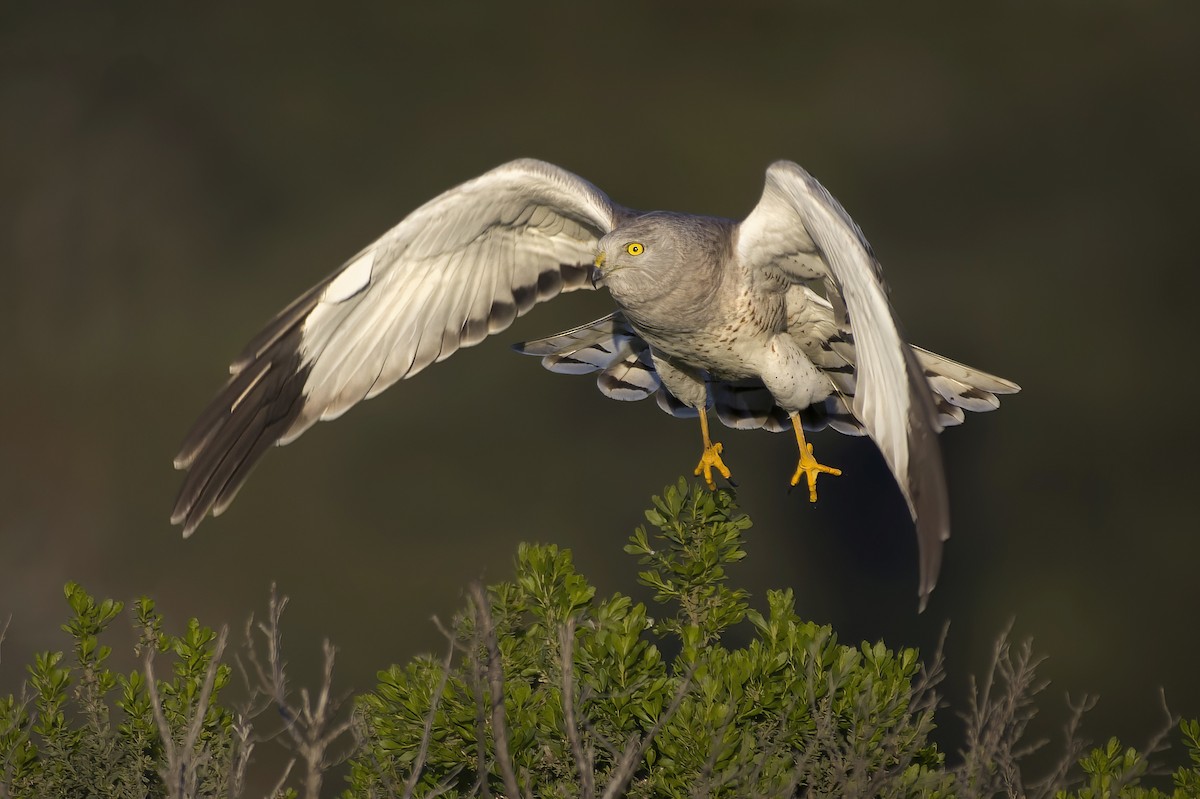 Northern Harrier - ML537840261