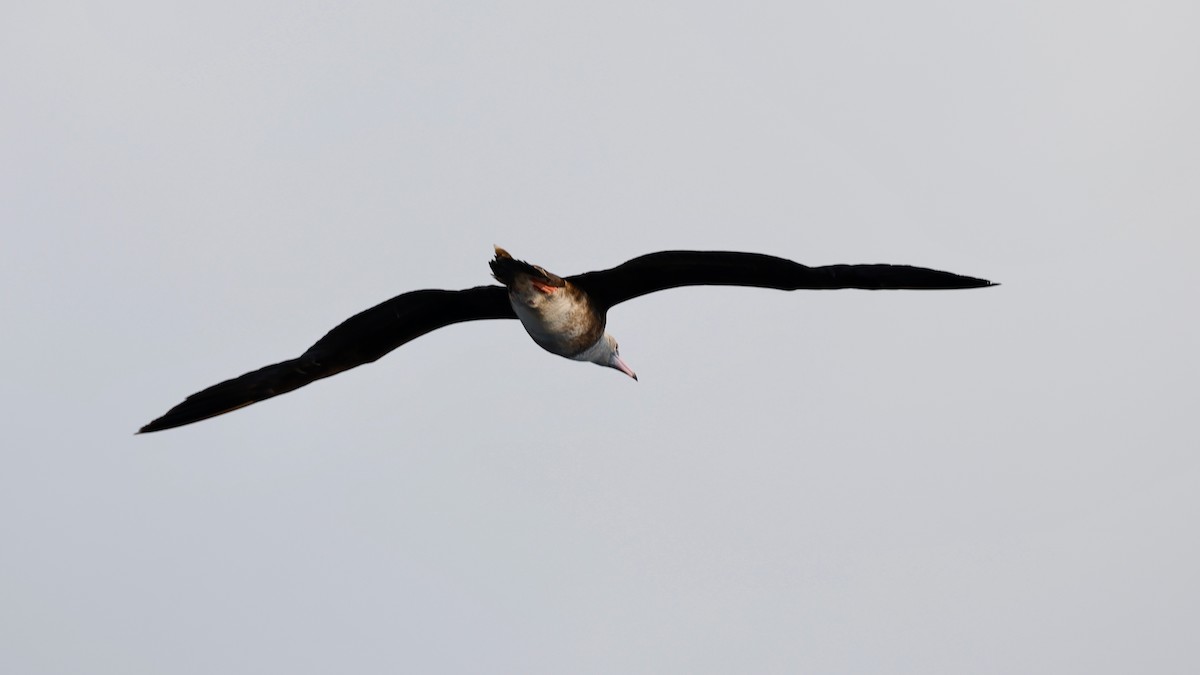 Red-footed Booby (Indopacific) - Robert Wallace