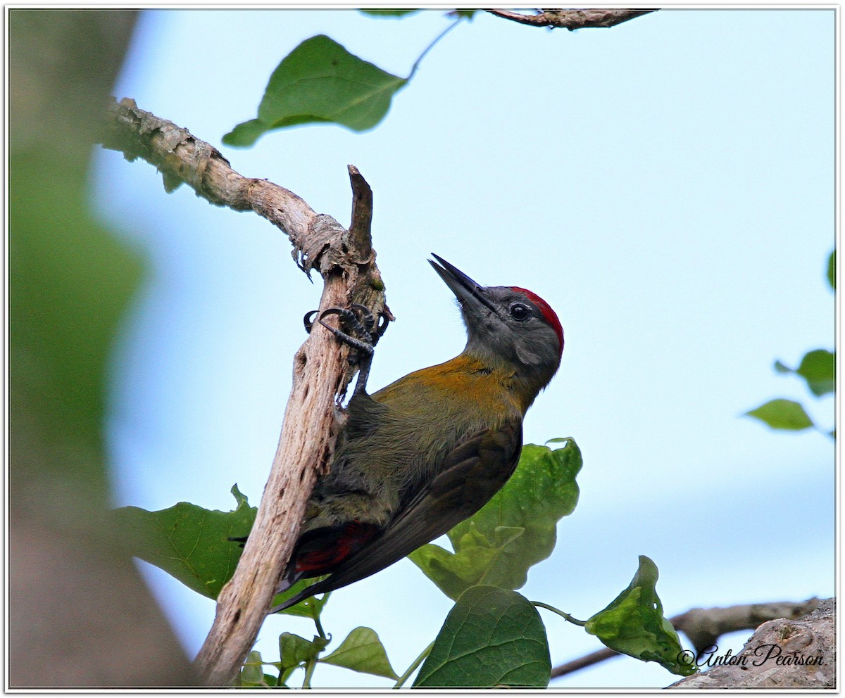 Olive Woodpecker - ML537840401