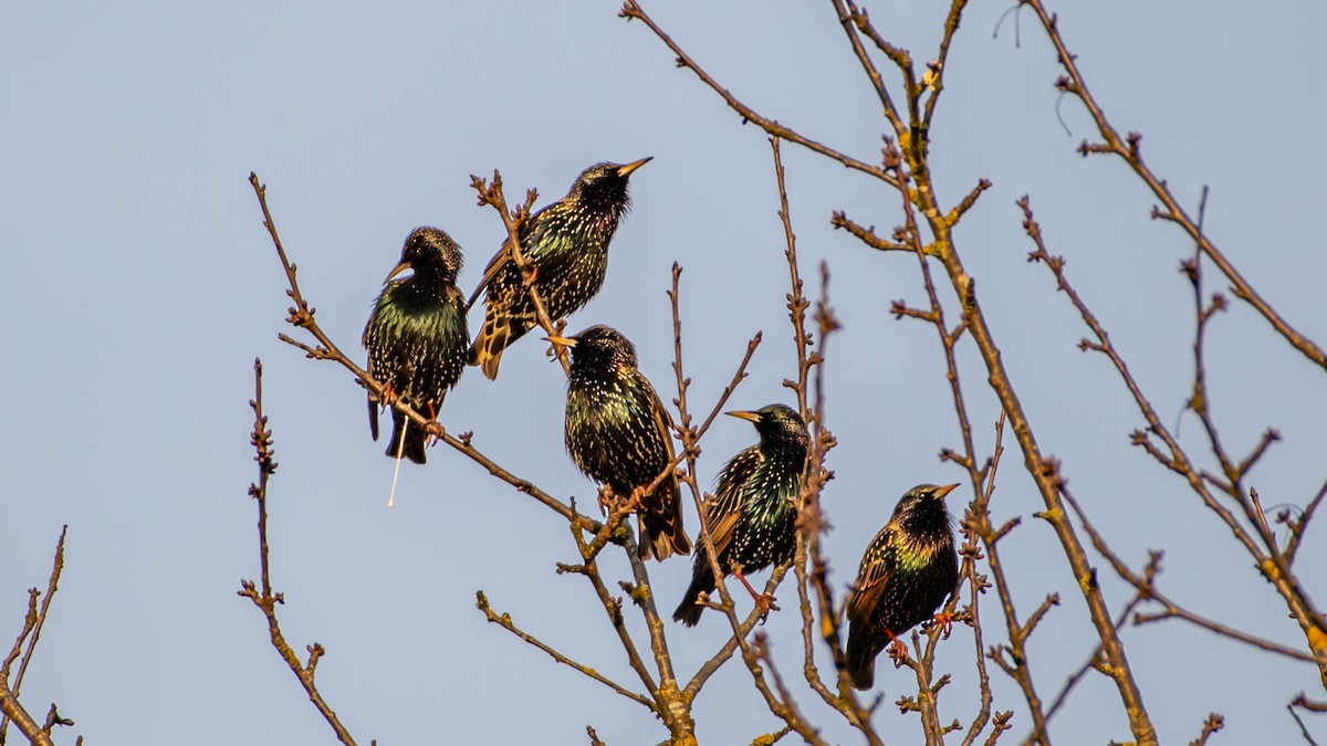 European Starling - ML537840411