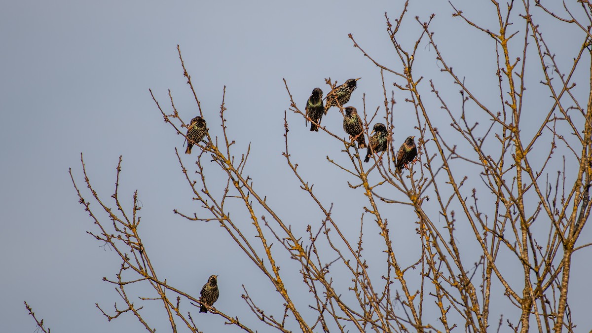 European Starling - ML537840421