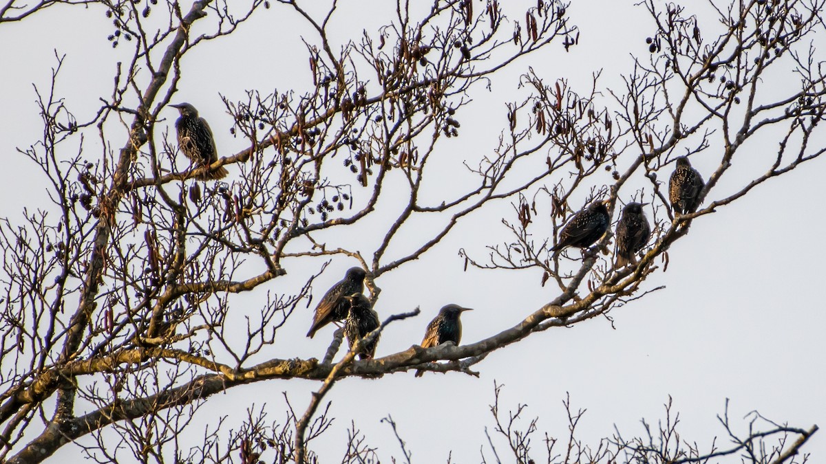 European Starling - ML537840431