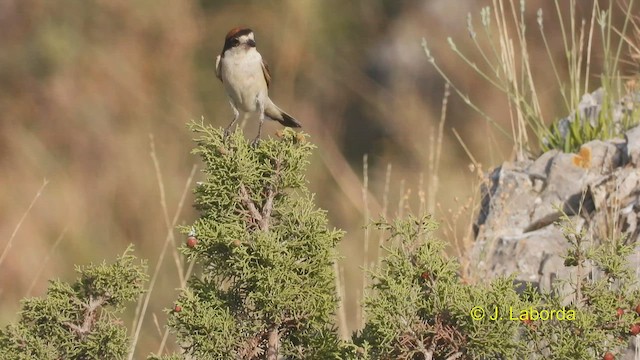 Woodchat Shrike - ML537841091