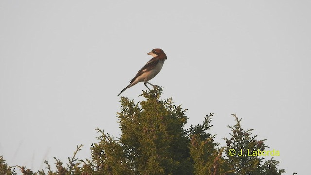 Woodchat Shrike - ML537841101