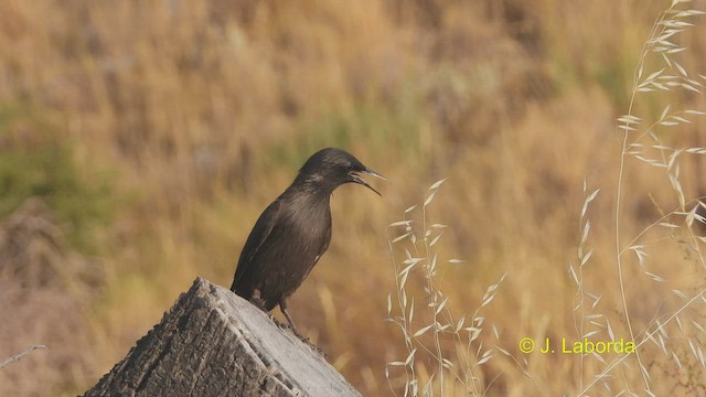 Estornino Negro - ML537841121