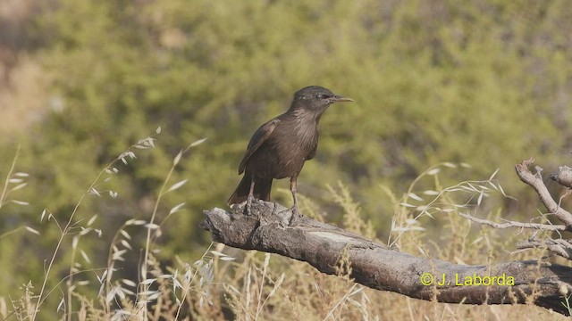 Estornino Negro - ML537841131