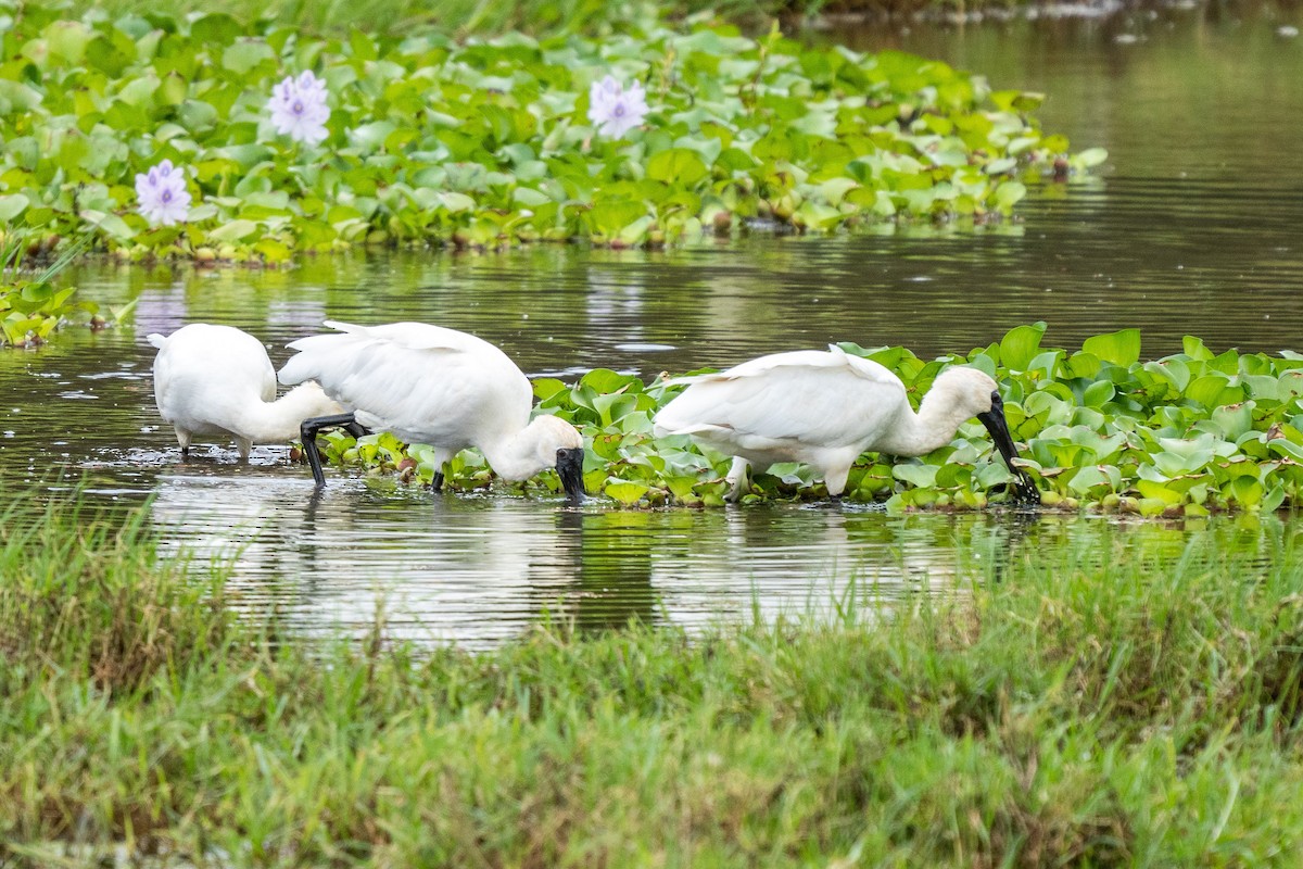 Royal Spoonbill - ML537841281