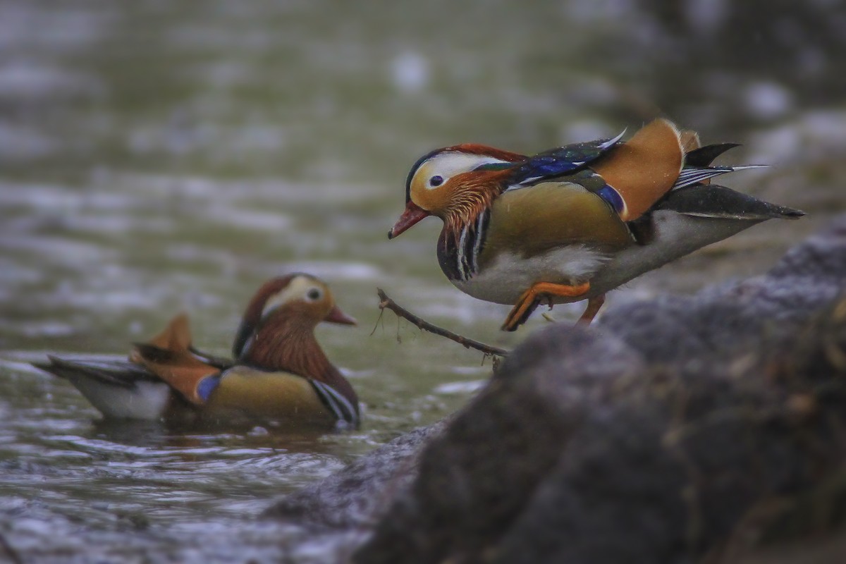 Mandarin Duck - Matthew Pendleton