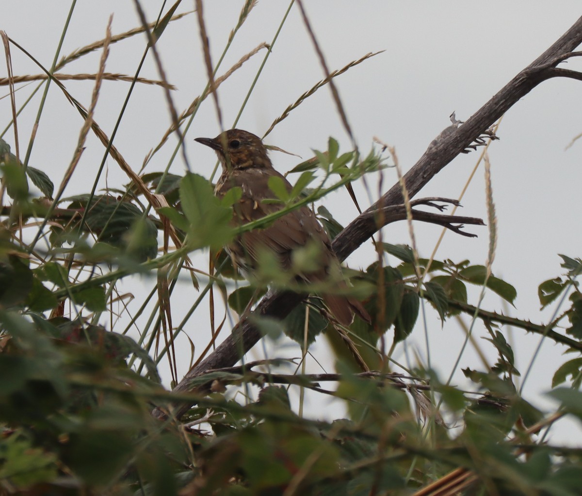 Song Thrush - ML537843581