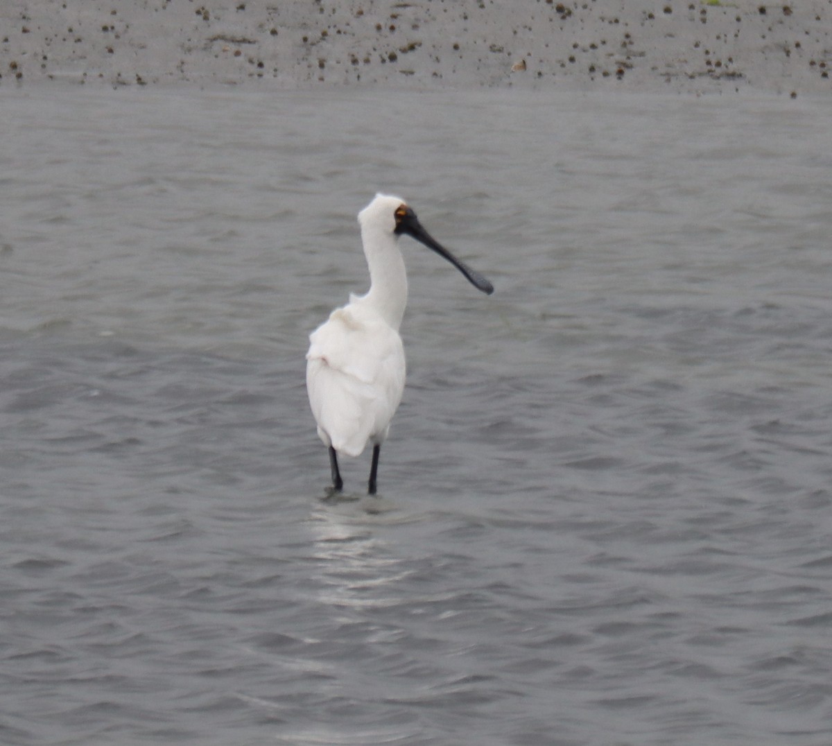 Royal Spoonbill - ML537843591