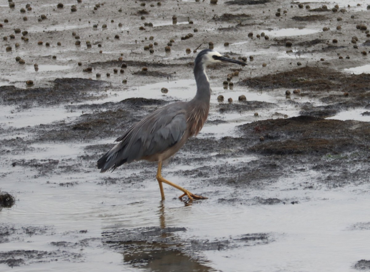 White-faced Heron - ML537843731