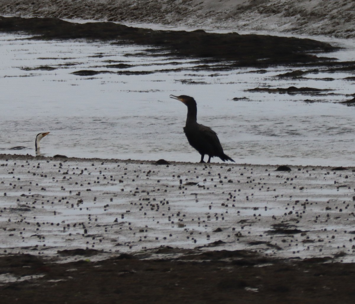 Great Cormorant - ML537843741