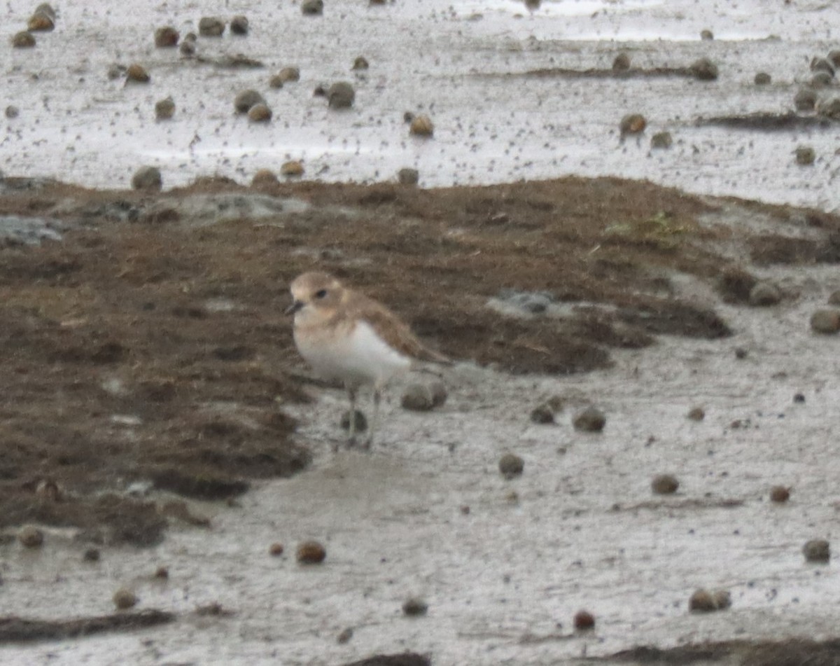 Double-banded Plover - ML537843761
