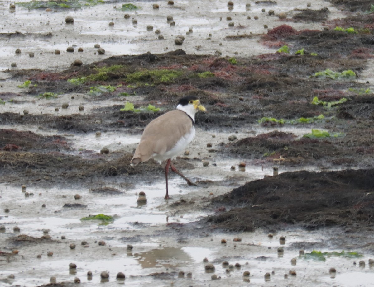 Masked Lapwing - ML537843791