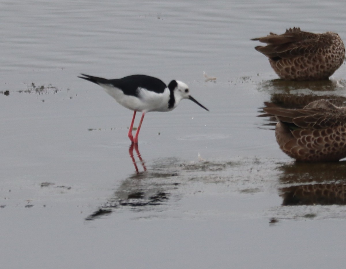 Pied Stilt - ML537843801