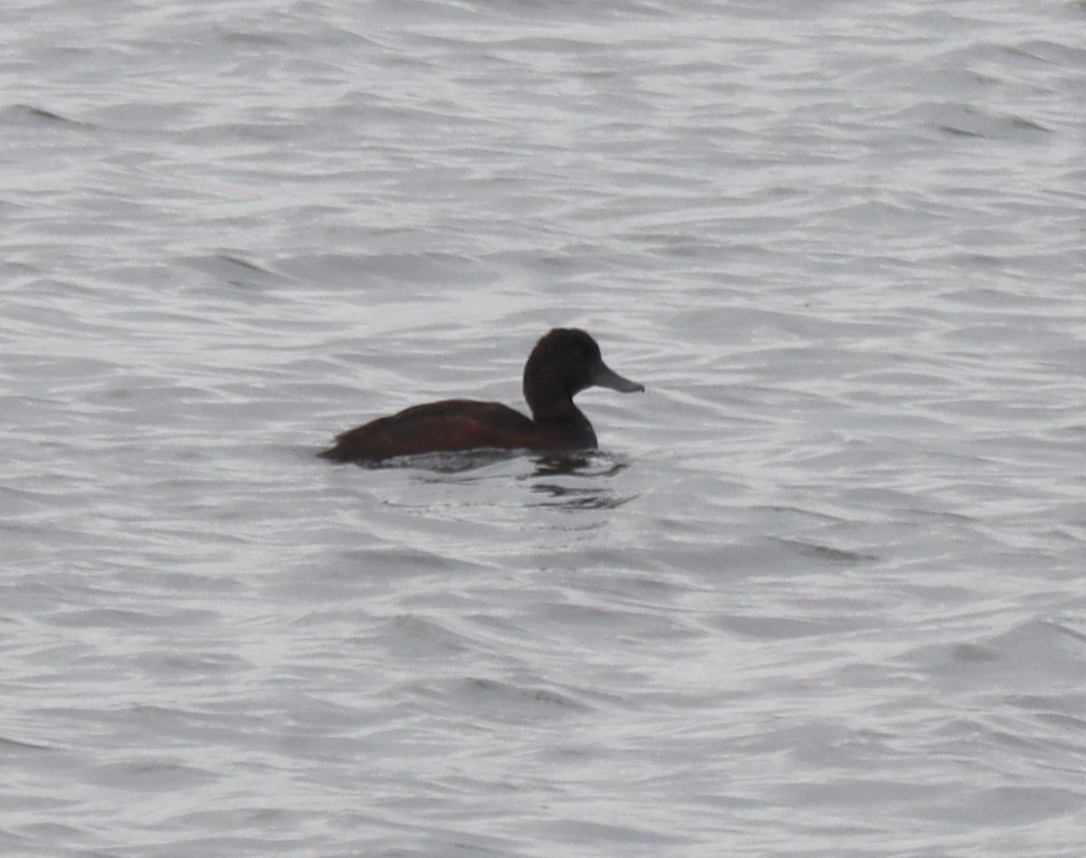 New Zealand Scaup - ML537843821